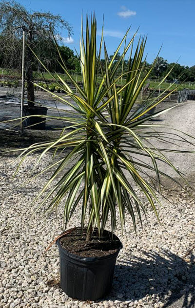 Ray of Sunshine Marginata Dracaena